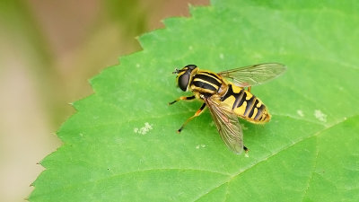 Gewone pendelvlieg / Helophilus pendulus