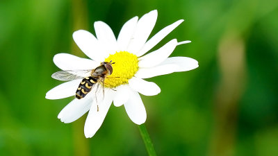 Gele halvemaanzweefvlieg / Scaeva selenitica