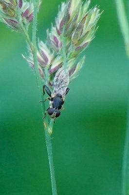 Menuetzweefvlieg / Syritta pipiens