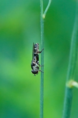 Menuetzweefvlieg / Syritta pipiens