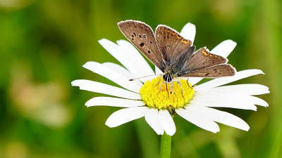 Bruine vuurvlinder / Lycaena tityrus