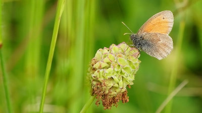 Hooibeestje / Coenonympha pamphilus
