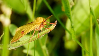 Roodbandbeer / Diacrista sannia
