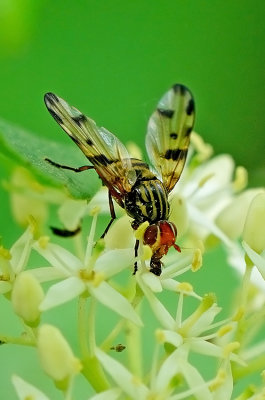 Otites formosa