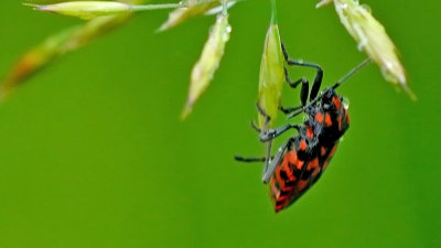 Rotsridderwants / Spilostethus saxatilis