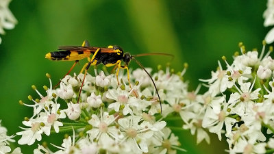 Amblyteles armatorius