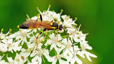 Amblyteles armatorius