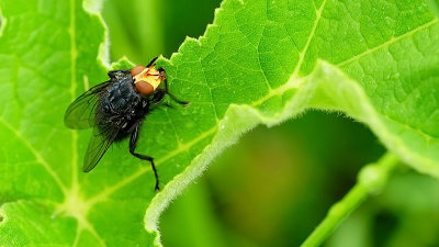 Lijkenvlieg / Cynomya mortuorum