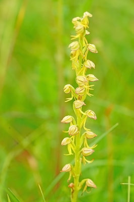 Orchis anthropophora / Poppenorchis