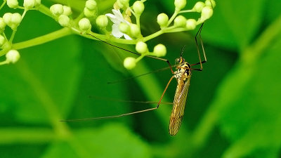 Tijgerlangpootmug / Nephrotoma appendiculata