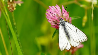 Groot geaderd witje / Aporia crataegi
