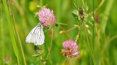 Groot geaderd witje / Aporia crataegi