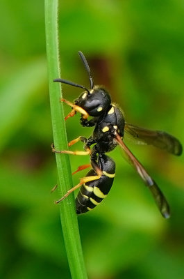 Gewone schoorsteenwesp / Odynerus spinipes