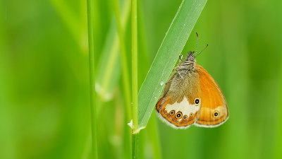 Tweekleurig Hooibeestje / Coenonympha arcania