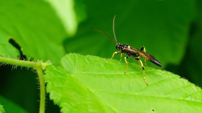 Ichneumonidae indet / Sluipwesp onbekend