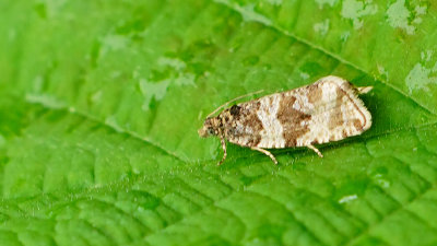Woudbladroller / Orthotaenia undulana