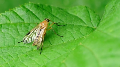 Gewone snipvlieg / Rhagio scolopaceus