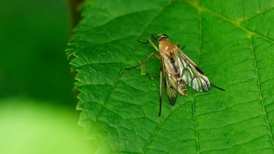 Gewone snipvlieg / Rhagio scolopaceus