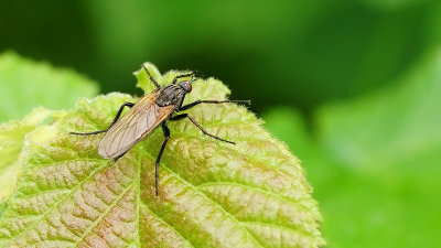 Empis tessellata / Grote dansvlieg