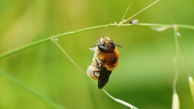Grote harsbij / Trachusa byssina