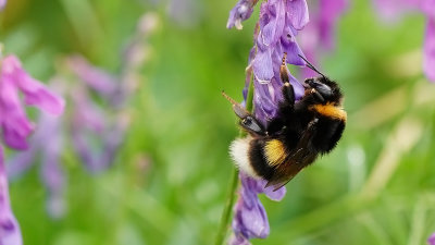 Aardhommel / Bombus terrestris