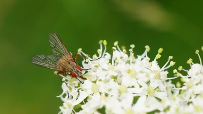 Helina impuncta
