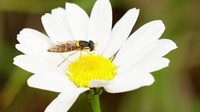 Kleine langlijf / Sphaerophoria rueppelli