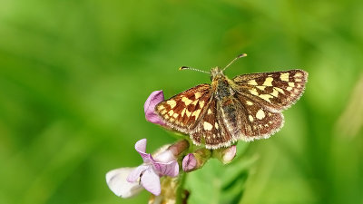 Bont dikkopje / Carterocephalus palaemon