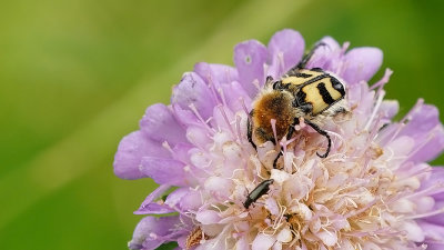 Penseelkever / Trichius fasciatus