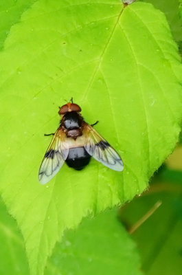 Gele reus / Volucella inflata