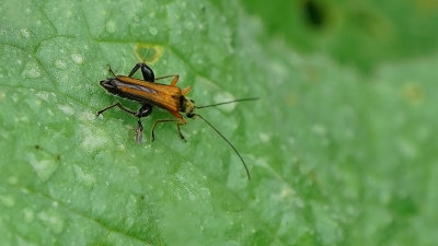 Ripiphoridae / Waaierkevers
