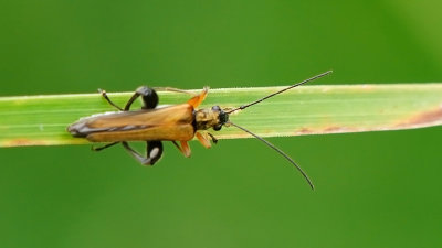 Ripiphorus fasciata / Waaierkever