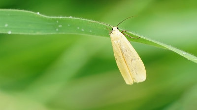 Geel beertje / Eilema sororcula