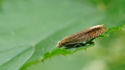 Gewone biesbladroller / Bactra lancealana