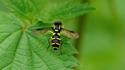 Xanthogramma pedissequum / Gewone citroenzweefvlieg