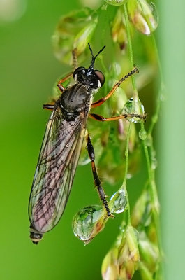 Dioctria hyalipennis / Gewone bladjager