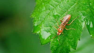 Tenthredopsis sordida