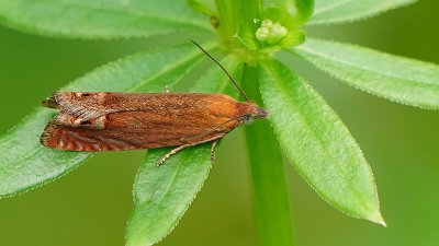 Hertshooibladroller / Lathronympha strigana