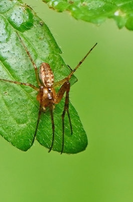 Zomerwielwebspin / Metellina mengei