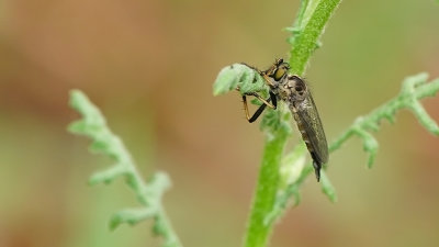 Bosrandroofvlieg / Neoitamus cyanurus
