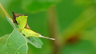 Cerura vinula / Hermelijnvlinder