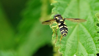 Gewone citroenzweefvlieg / Xanthogramma pedissequum