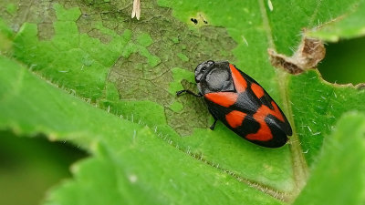 Bloedcicade / Cercopis vulnerata