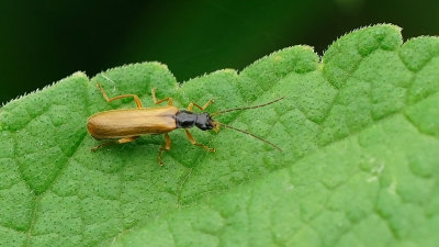 Rhagonycha lignosa