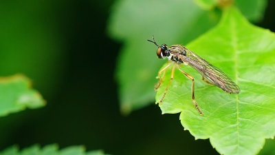 Bosgeelvlekbladjager / Dioctria linearis