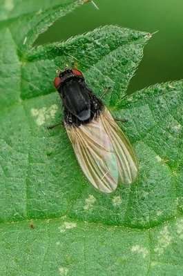 Minettia longipennis