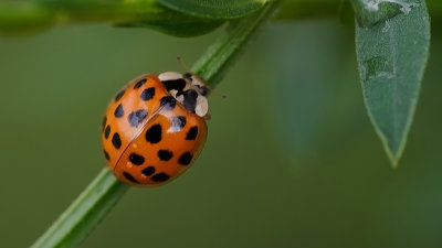 Harmonia axyridis f. succinea / Veelstippig Aziatisch lieveheers