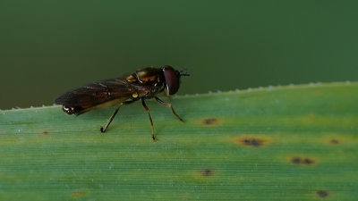 Gewone driehoekszweefvlieg / Melanostoma mellinum