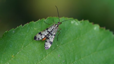 Weideschorpioenvlieg / Panorpa vulgaris