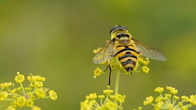 Doodskopzweefvlieg / Myathropa florea